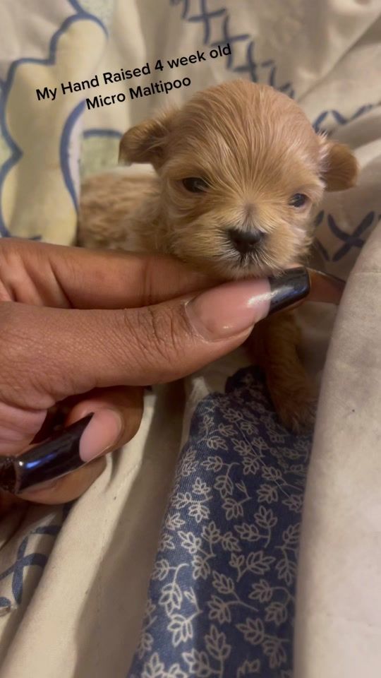 TikTok video thumbnail by tinypawpupsllc