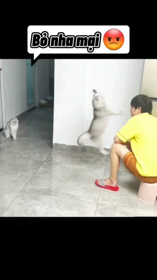 TikTok video thumbnail by tap.hoadogiadungg