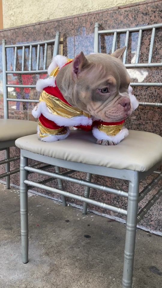 TikTok video thumbnail by wcbullydivision_oc