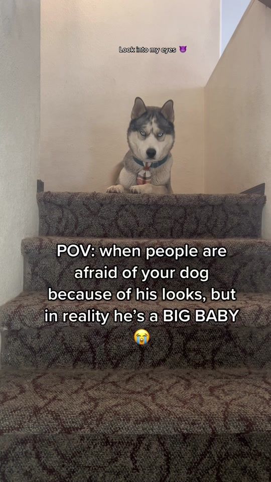 TikTok video thumbnail by logan_and_ragnar