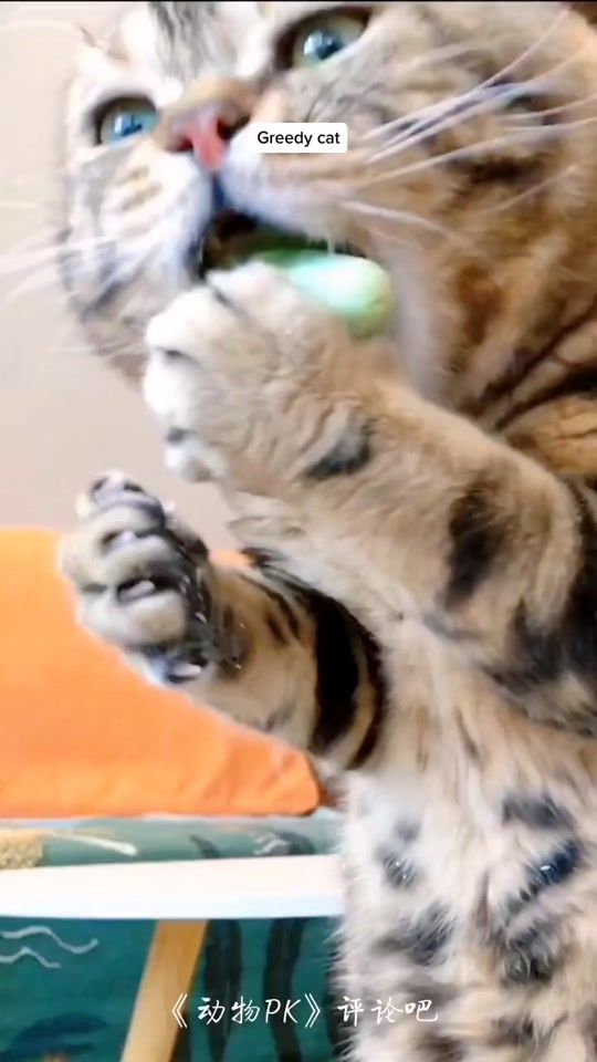 TikTok video thumbnail by kitty_perferred