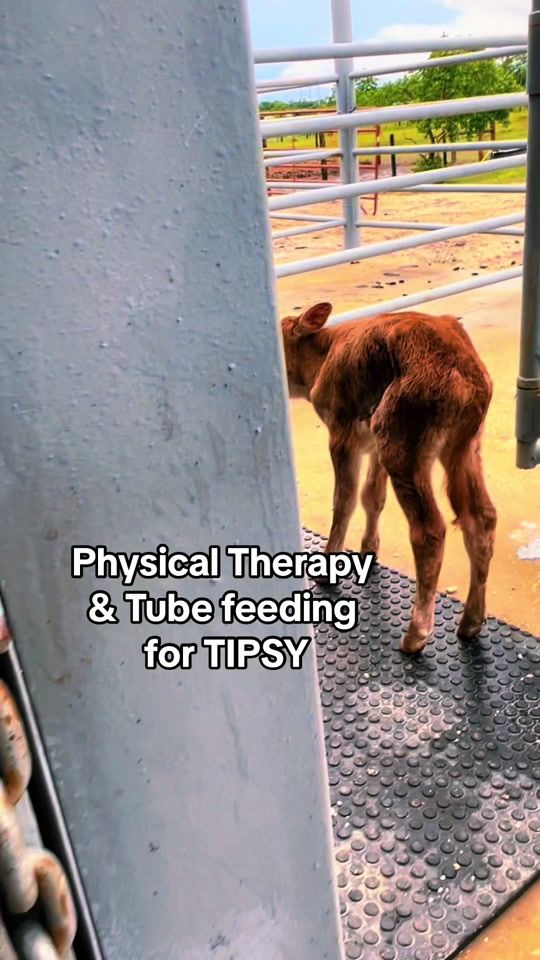 TikTok video thumbnail by l.thomas2020