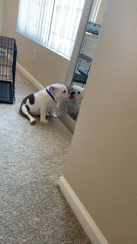 TikTok video thumbnail by crib.full.of.bulldogs