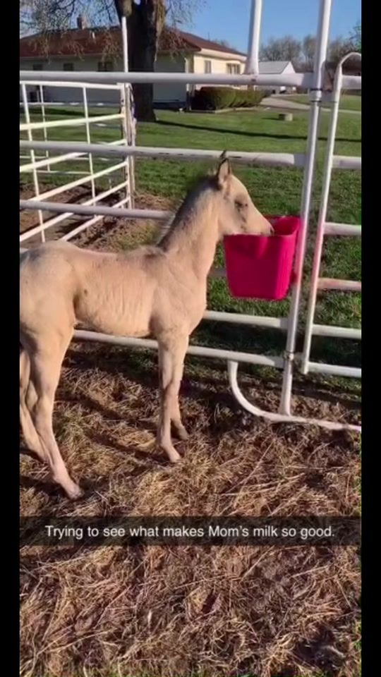 TikTok video thumbnail by rachel_binns