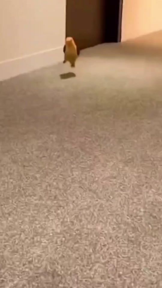 TikTok video thumbnail by cutestanimals1412