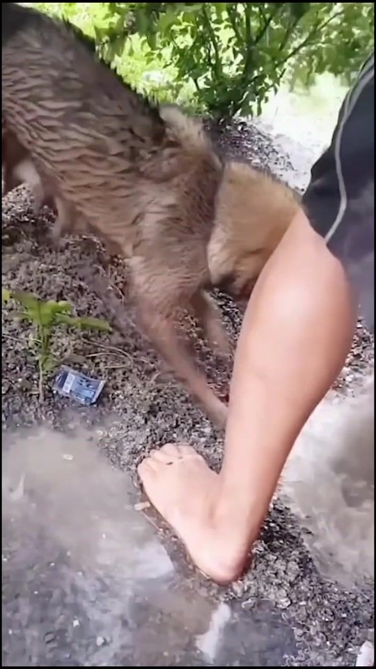 TikTok video thumbnail by kinddog0