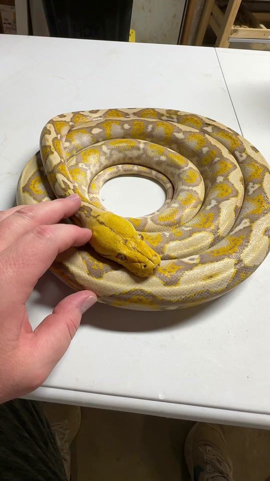TikTok video thumbnail by aliendesignedserpents