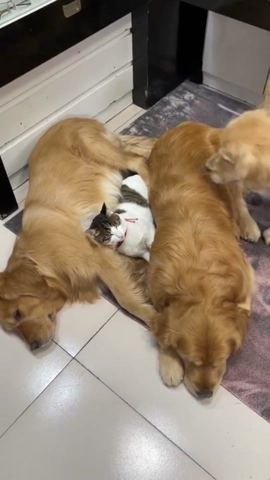 TikTok video thumbnail by dogbbbburu