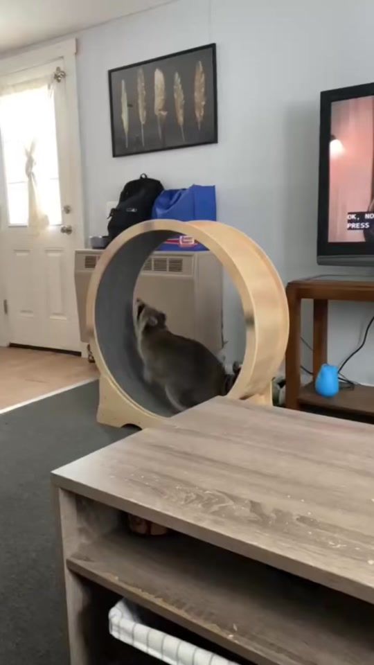 TikTok video thumbnail by mattlipari