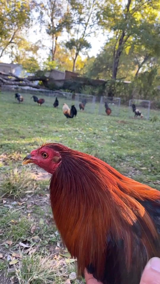 TikTok video thumbnail by herreragamefarm_223
