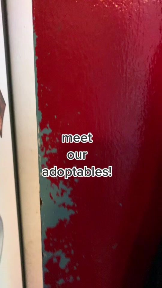 TikTok video thumbnail by husky_house