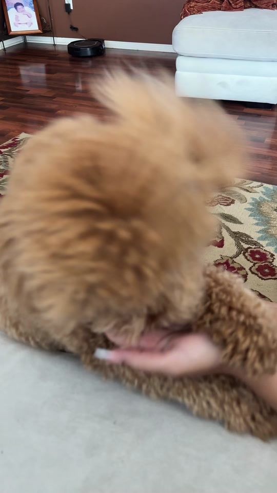 TikTok video thumbnail by jayl7enn