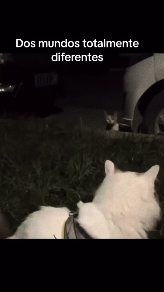 TikTok video thumbnail by hipihopi_98