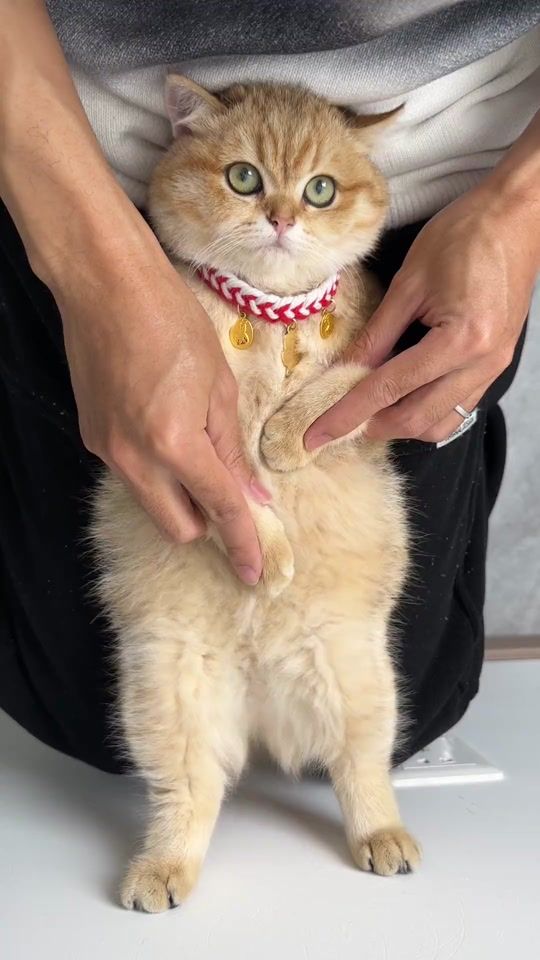TikTok video thumbnail by lovekitty184