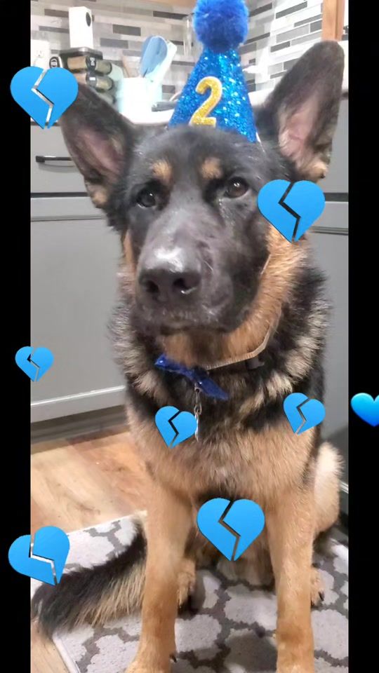TikTok video thumbnail by titan.the.shepherd