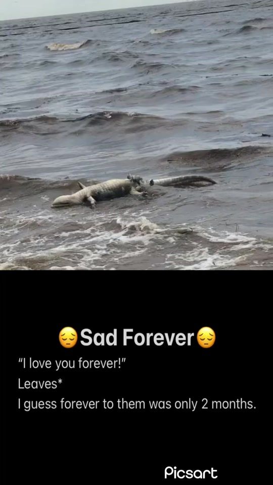 TikTok video thumbnail by sadforevermore