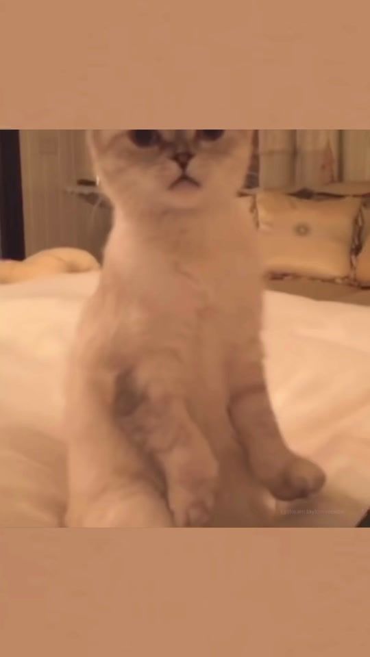 TikTok video thumbnail by stream.taylorsversion