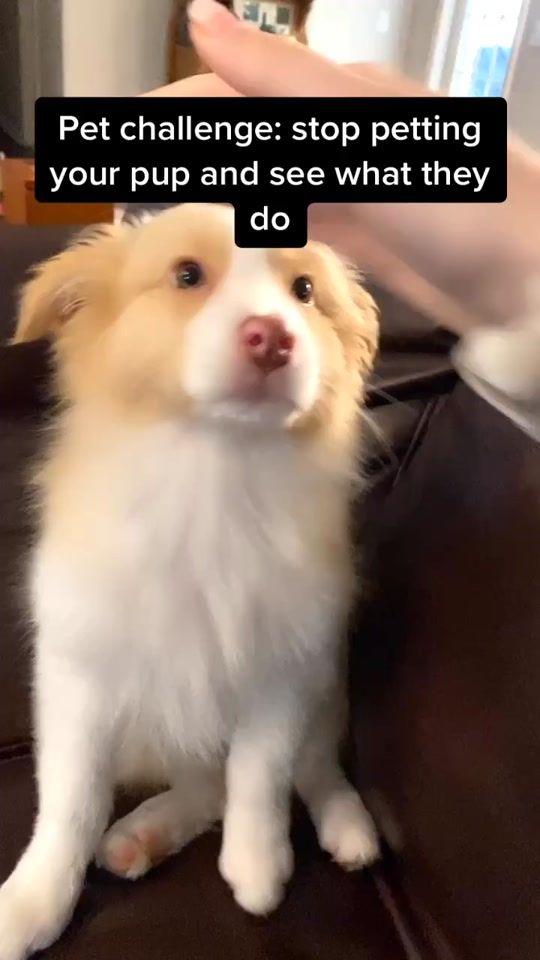 TikTok video thumbnail by imcamdeno