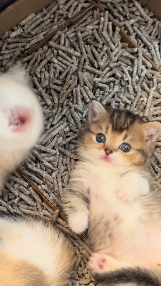 TikTok video thumbnail by tinyfoldmunchkin