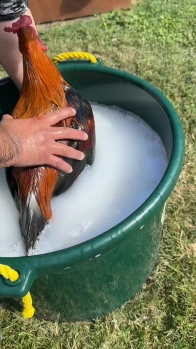 TikTok video thumbnail by partidolaalberta