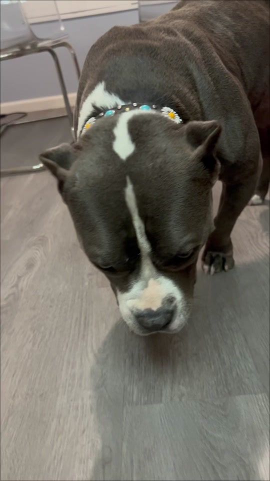 TikTok video thumbnail by iamkenishabell