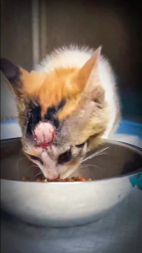 TikTok video thumbnail by catrescue1