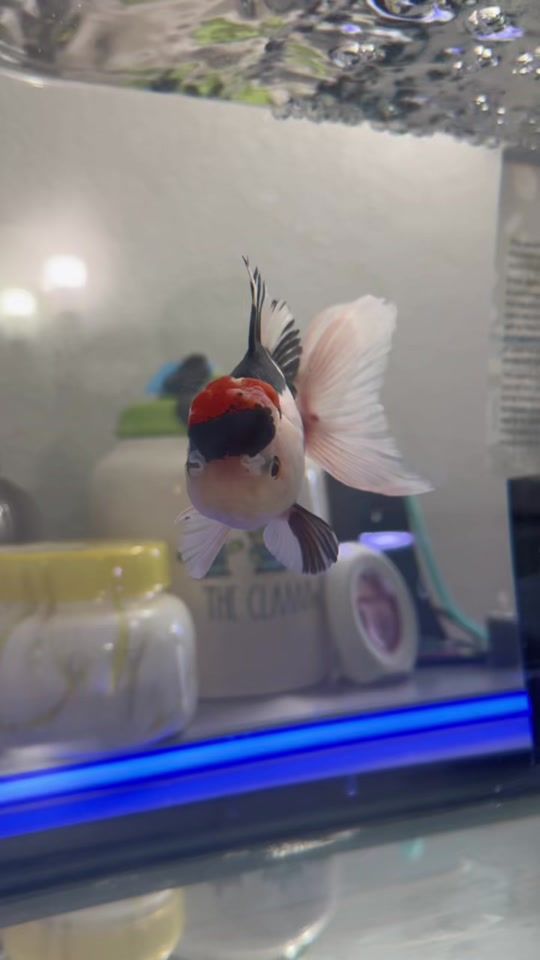 TikTok video thumbnail by thebashamfamily
