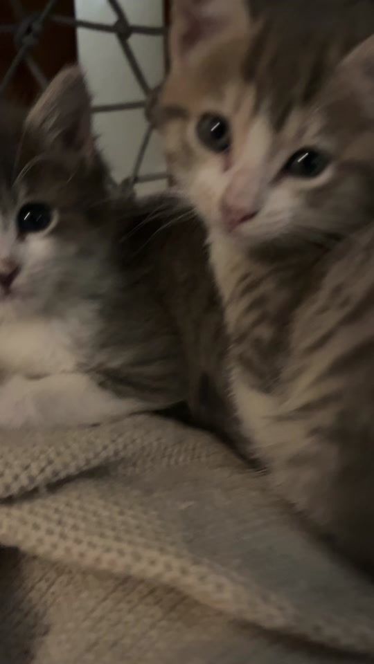 TikTok video thumbnail by meowsville