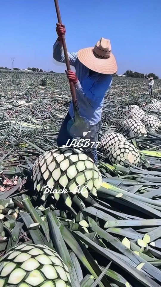 TikTok video thumbnail by _otrebla_black_ac