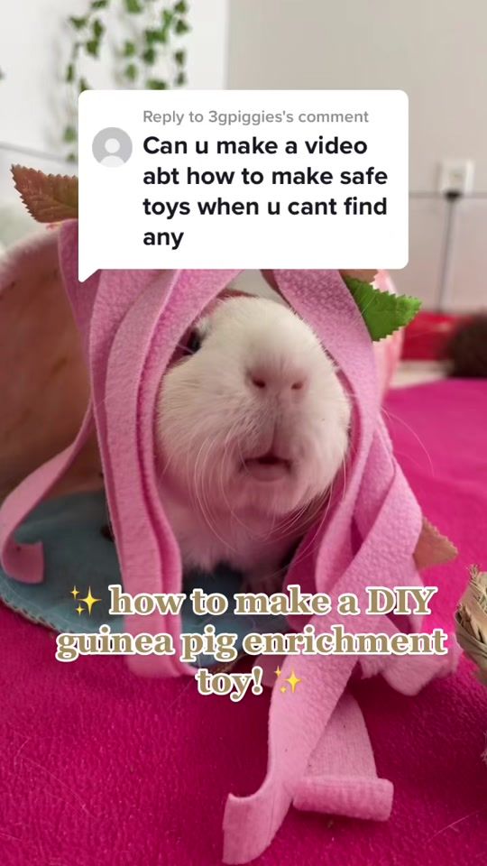 TikTok video thumbnail by theguineapigsoftiktok