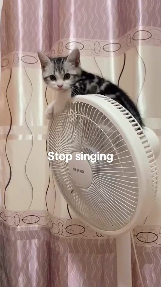 TikTok video thumbnail by cat_manta2