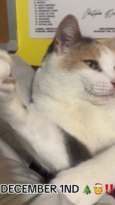 TikTok video thumbnail by fatfatmillycat