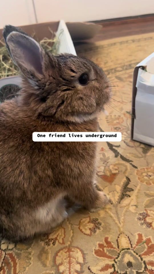 TikTok video thumbnail by theothebunny