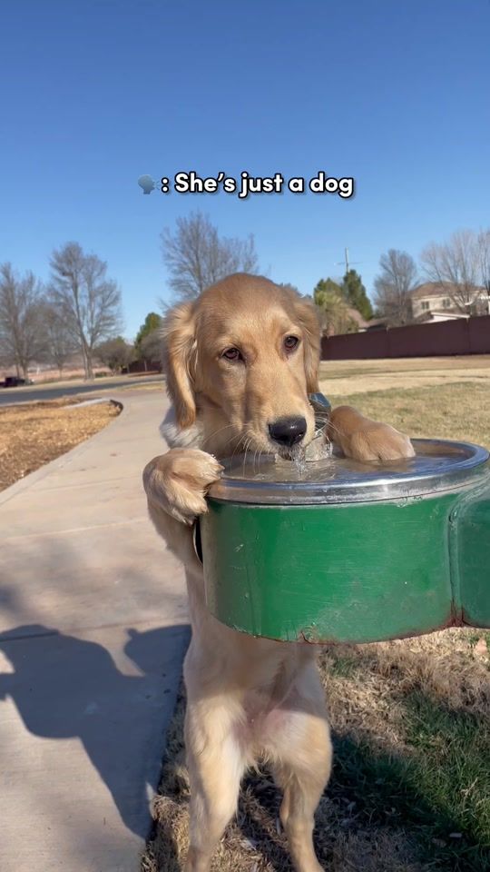 TikTok video thumbnail by sbgoldengirls