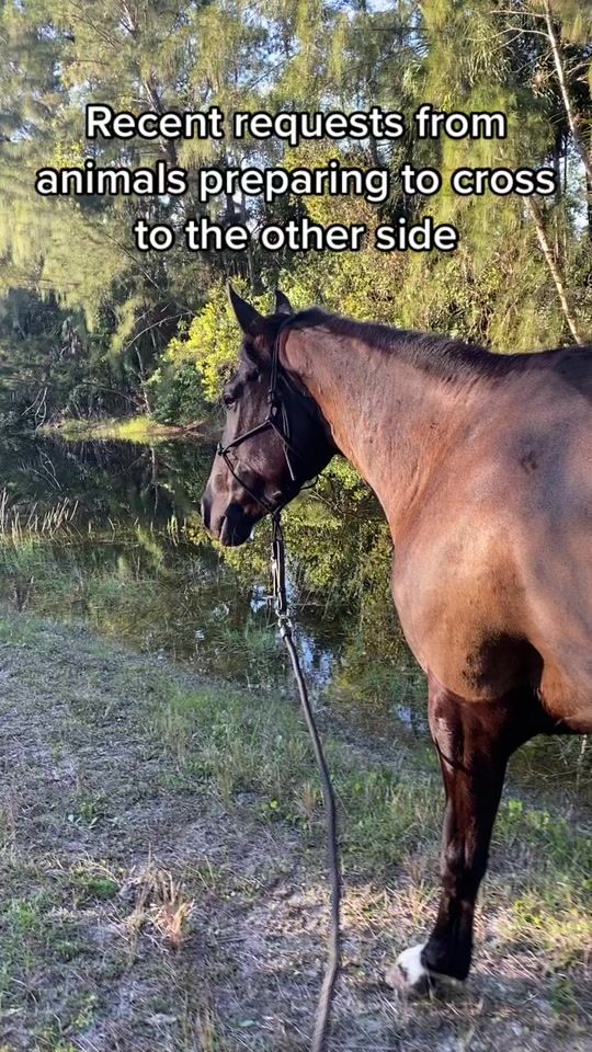 TikTok video thumbnail by horsemagickisreal