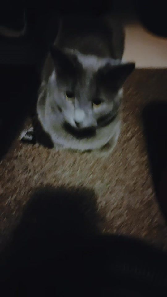TikTok video thumbnail by thecatsofthefaimly