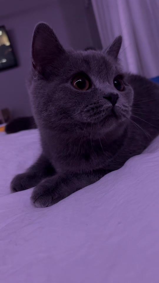 TikTok video thumbnail by misterfergy