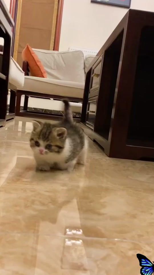 TikTok video thumbnail by tktkimcats