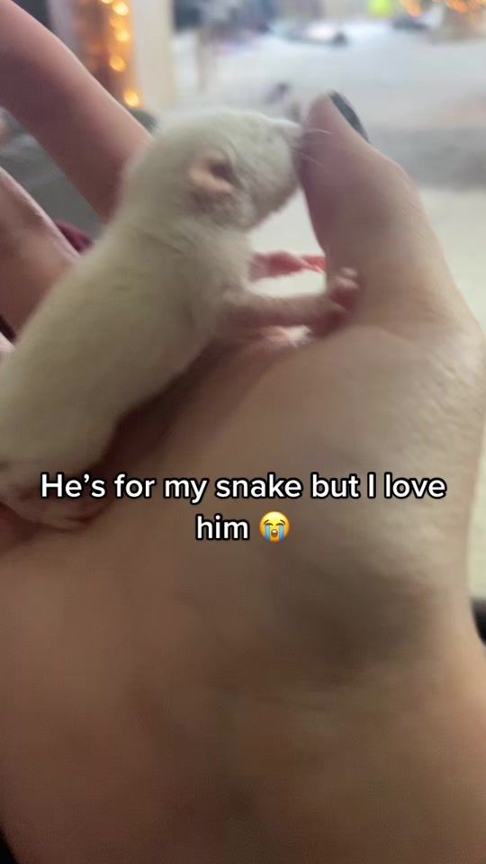 TikTok video thumbnail by purpl3_0rch1dz_