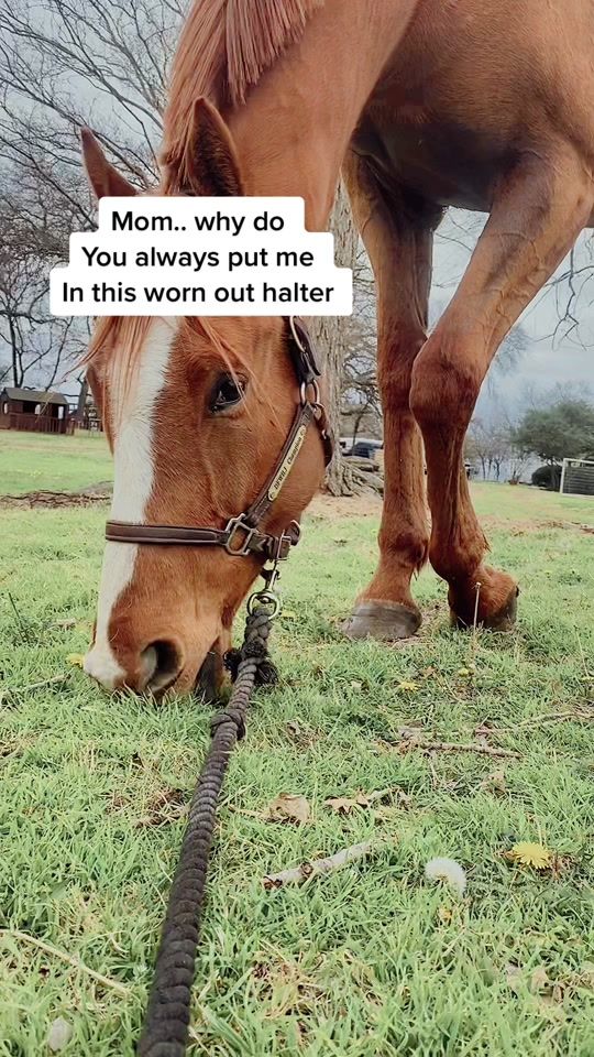 TikTok video thumbnail by equestrian9908
