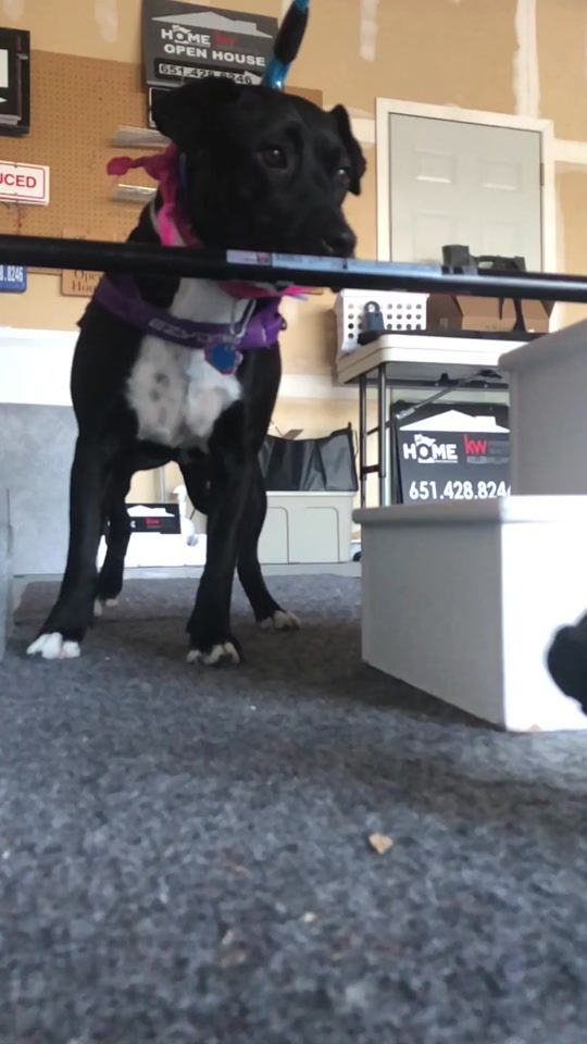 TikTok video thumbnail by maizey_the.mutt
