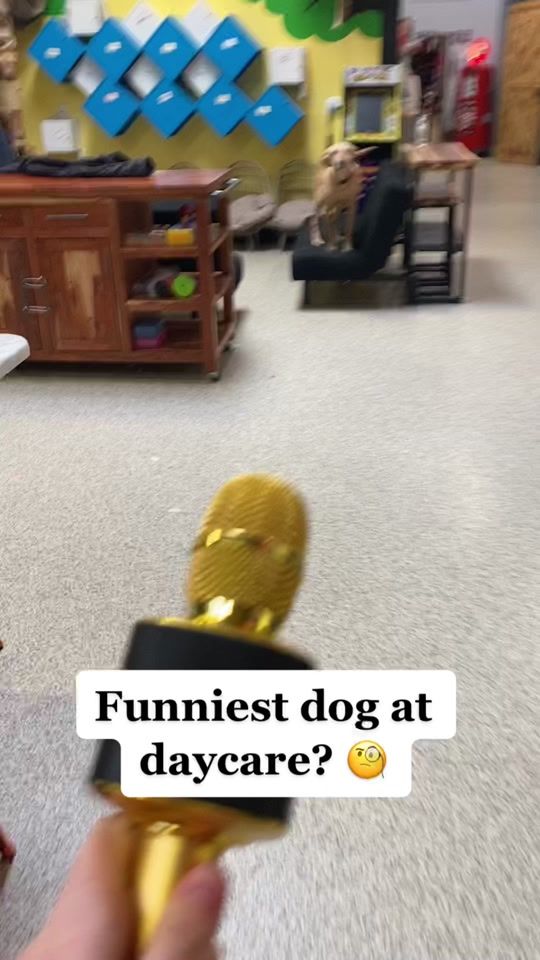 TikTok video thumbnail by staypet