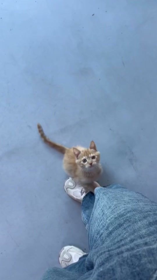 TikTok video thumbnail by lovelycute_baby