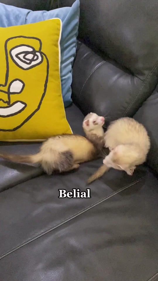 TikTok video thumbnail by rinkydinkroller