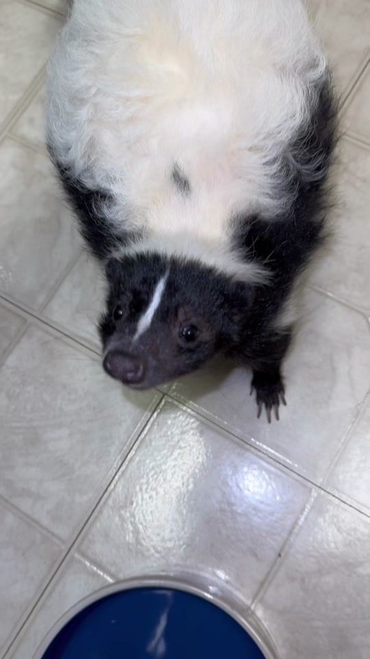 TikTok video thumbnail by zooarcade