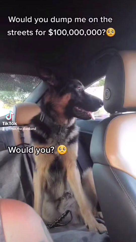 TikTok video thumbnail by titan.the.shepherd