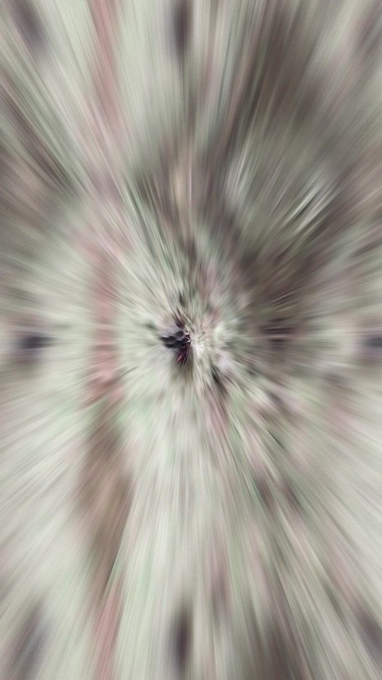 TikTok video thumbnail by insectsmatters