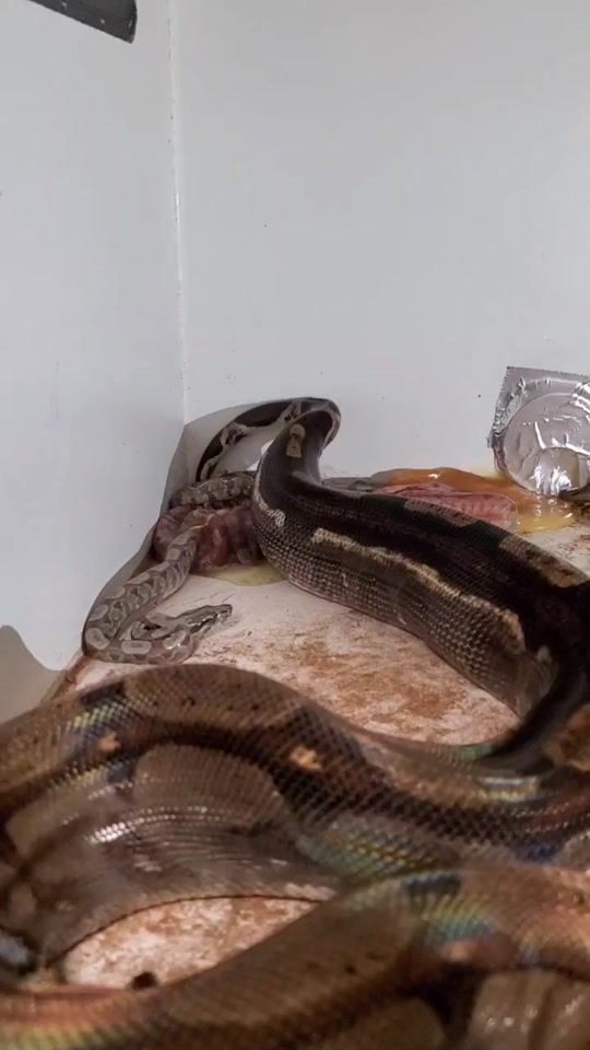 TikTok video thumbnail by ram_boas
