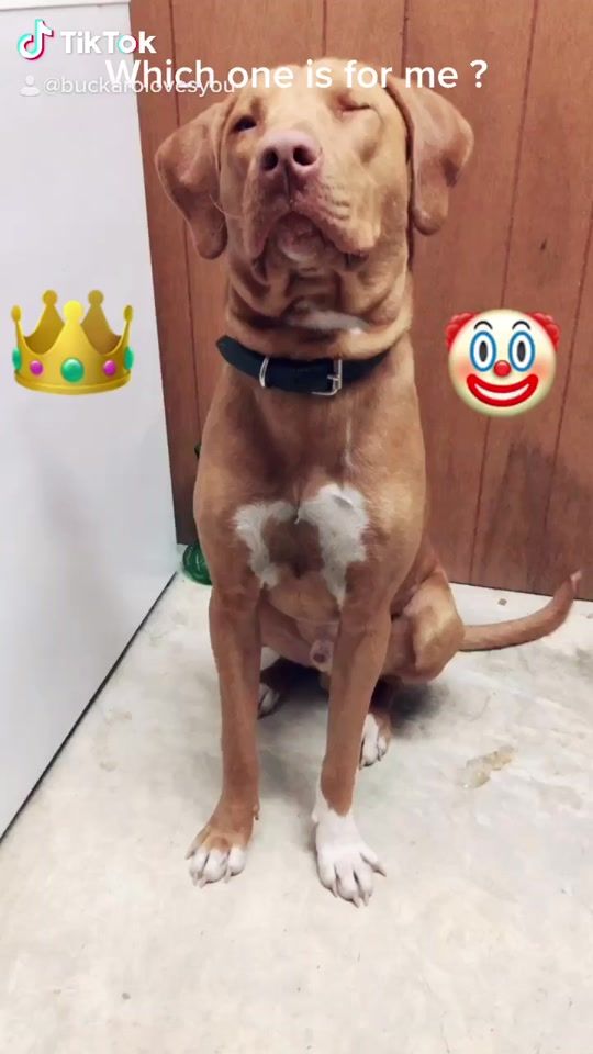 TikTok video thumbnail by buckarolovesyou