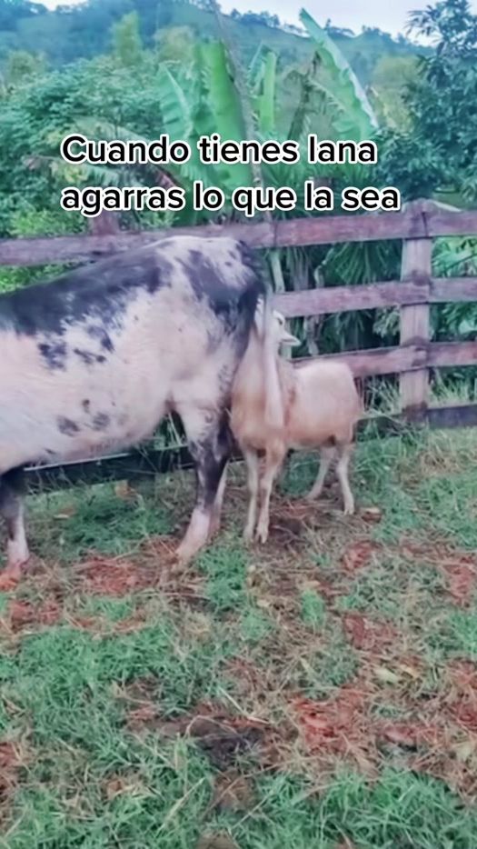 TikTok video thumbnail by toxica_rancherita